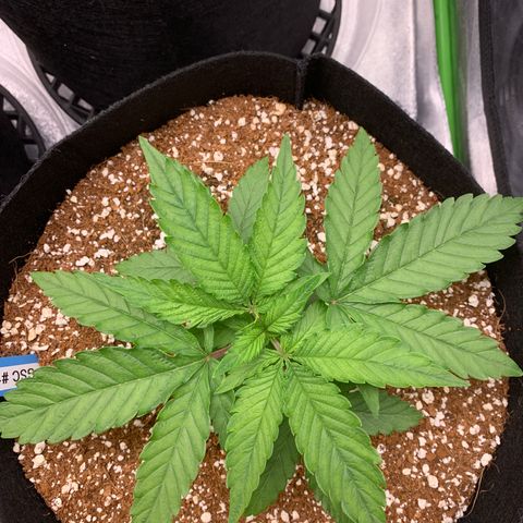 Girl Scout Cookies #1 growlog timeline photo