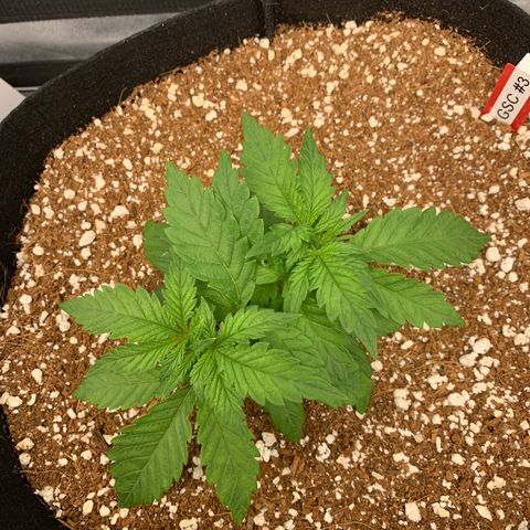 Girl Scout Cookies #3 growlog timeline photo