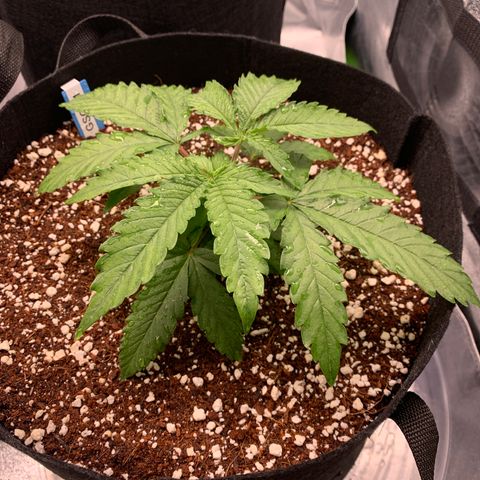 Girl Scout Cookies #1 growlog timeline photo