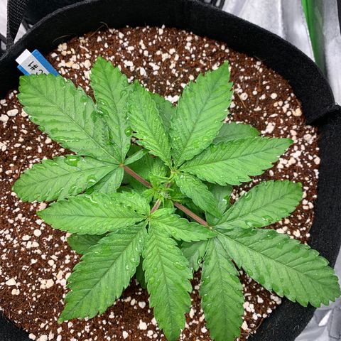 Girl Scout Cookies #1 growlog timeline photo