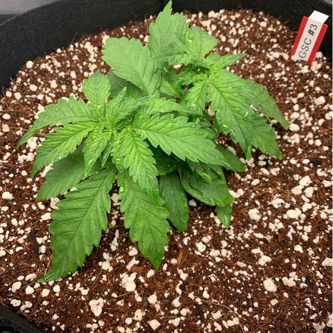 Girl Scout Cookies #3 growlog timeline photo