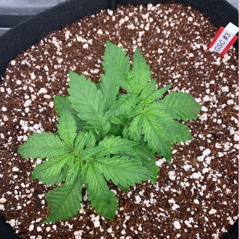 Girl Scout Cookies #3 growlog timeline photo