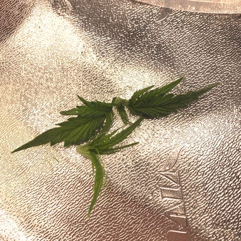 Girl Scout Cookies #1 growlog timeline photo