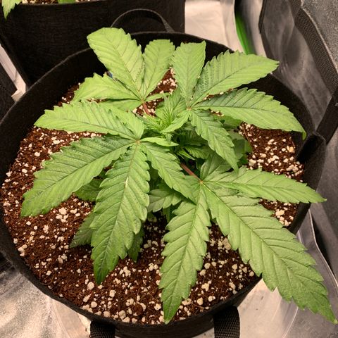 Girl Scout Cookies #1 growlog timeline photo