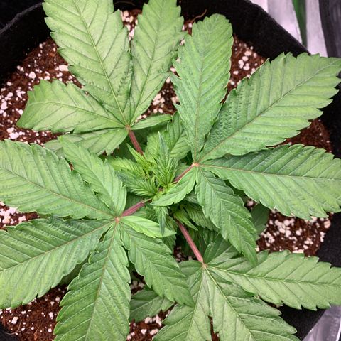 Girl Scout Cookies #1 growlog timeline photo
