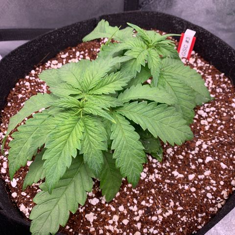 Girl Scout Cookies #3 growlog timeline photo