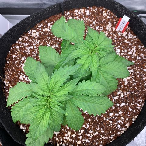 Girl Scout Cookies #3 growlog timeline photo