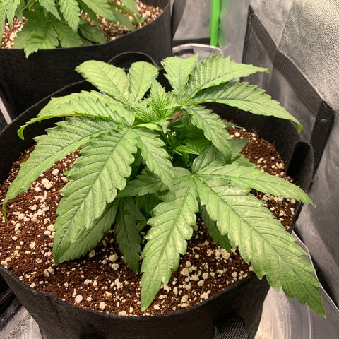 Girl Scout Cookies #1 growlog timeline photo