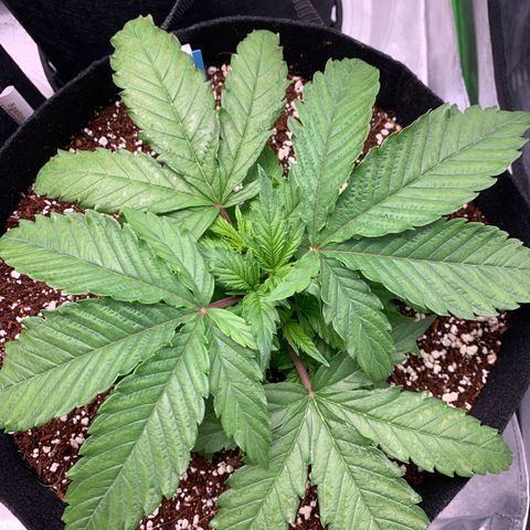 Girl Scout Cookies #1 growlog timeline photo