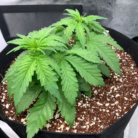 Girl Scout Cookies #3 growlog timeline photo