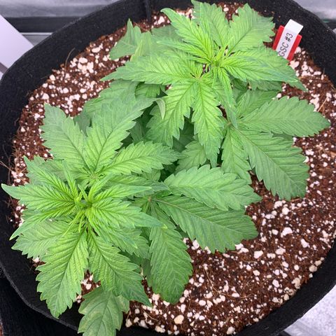 Girl Scout Cookies #3 growlog timeline photo