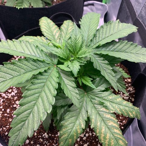 Girl Scout Cookies #1 growlog timeline photo