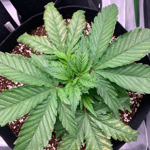 Girl Scout Cookies #1 growlog timeline photo