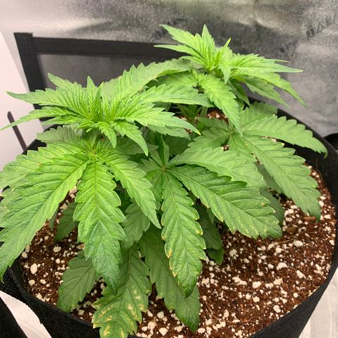 Girl Scout Cookies #3 growlog timeline photo