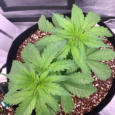 Girl Scout Cookies #3 growlog timeline photo