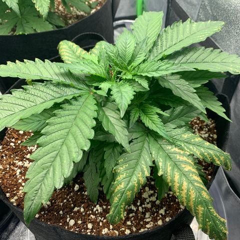 Girl Scout Cookies #1 growlog timeline photo