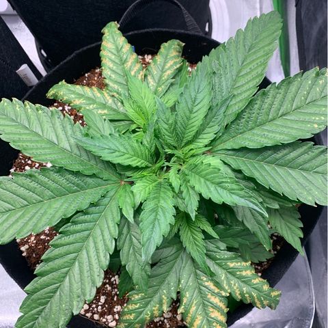 Girl Scout Cookies #1 growlog timeline photo