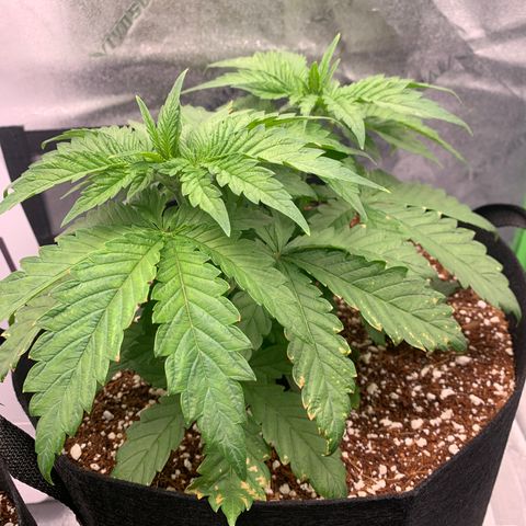 Girl Scout Cookies #3 growlog timeline photo