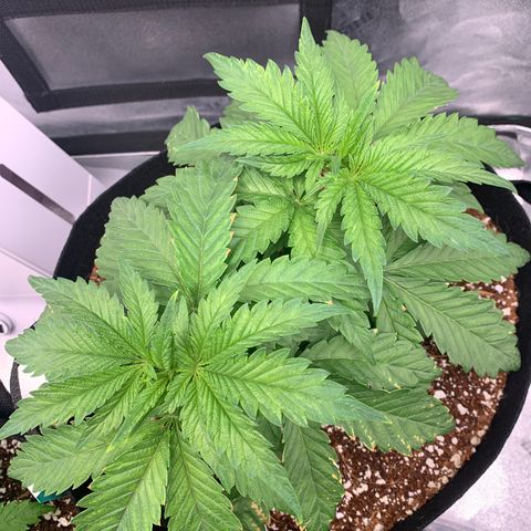 Girl Scout Cookies #3 growlog timeline photo