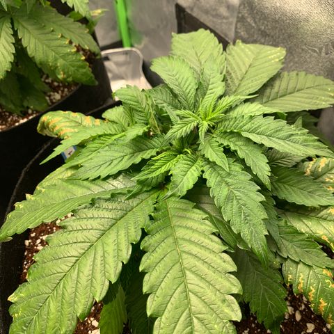 Girl Scout Cookies #1 growlog timeline photo