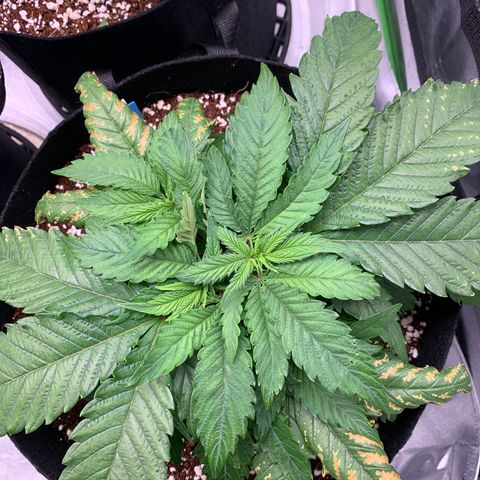 Girl Scout Cookies #1 growlog timeline photo