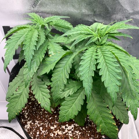 Girl Scout Cookies #3 growlog timeline photo