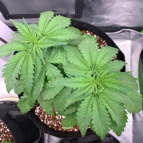 Girl Scout Cookies #3 growlog timeline photo