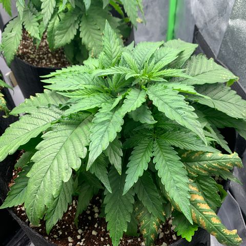 Girl Scout Cookies #1 growlog timeline photo