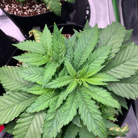 Girl Scout Cookies #1 growlog timeline photo