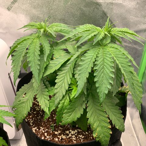 Girl Scout Cookies #3 growlog timeline photo