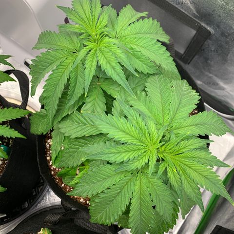 Girl Scout Cookies #3 growlog timeline photo