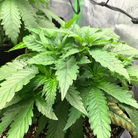 Girl Scout Cookies #1 growlog timeline photo