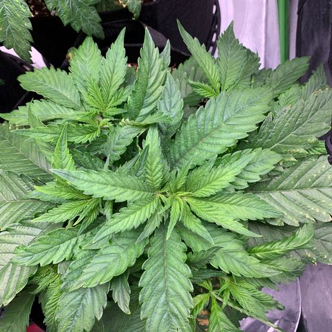 Girl Scout Cookies #1 growlog timeline photo