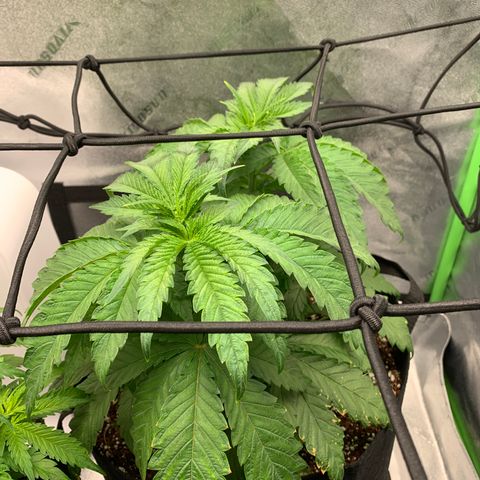 Girl Scout Cookies #3 growlog timeline photo