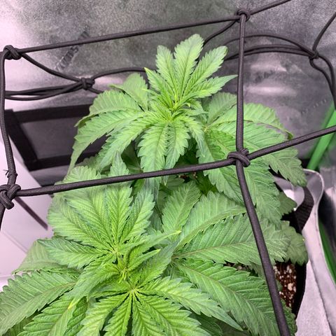 Girl Scout Cookies #3 growlog timeline photo