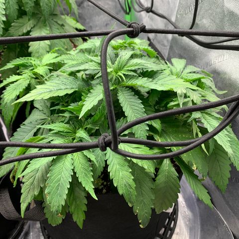 Girl Scout Cookies #1 growlog timeline photo