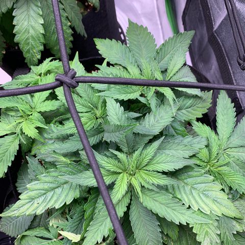 Girl Scout Cookies #1 growlog timeline photo