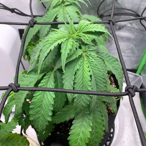 Girl Scout Cookies #3 growlog timeline photo