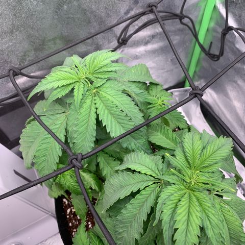 Girl Scout Cookies #3 growlog timeline photo