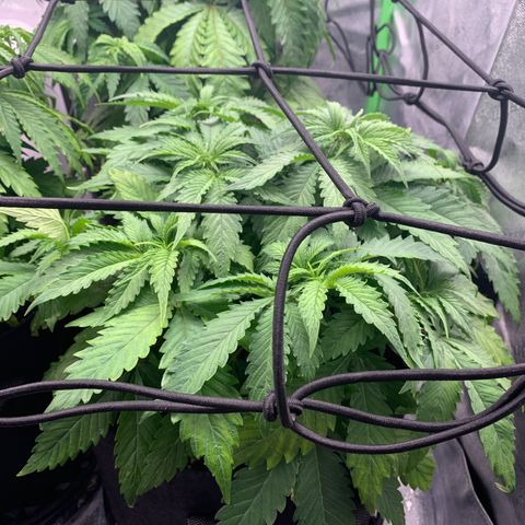 Girl Scout Cookies #1 growlog timeline photo