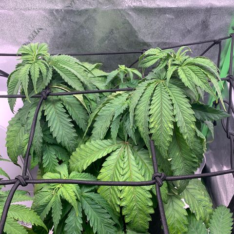 Girl Scout Cookies #3 growlog timeline photo