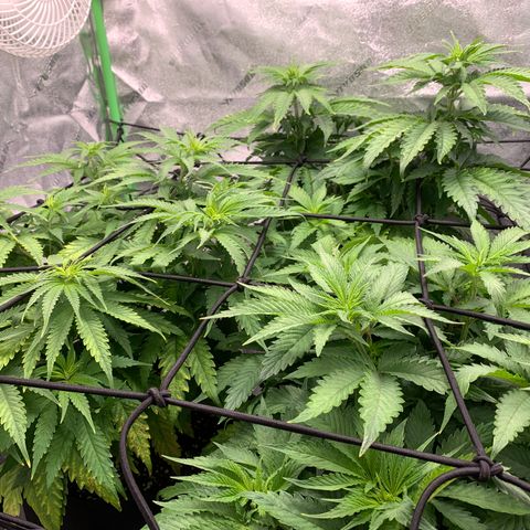 Girl Scout Cookies #1 growlog timeline photo