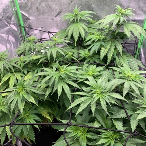 Girl Scout Cookies #1 growlog timeline photo