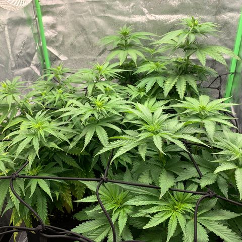 Girl Scout Cookies #1 growlog timeline photo