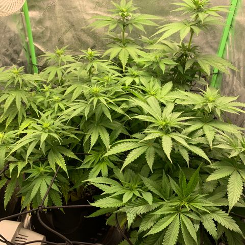 Girl Scout Cookies #1 growlog timeline photo