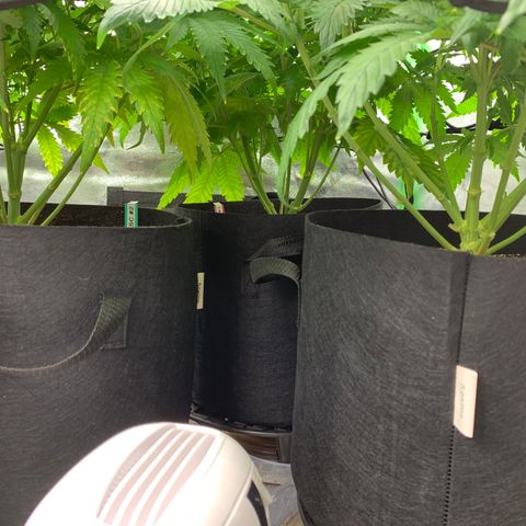 Girl Scout Cookies #1 growlog timeline photo