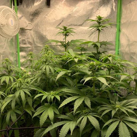 Girl Scout Cookies #1 growlog timeline photo