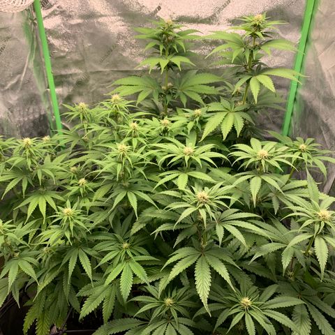 Girl Scout Cookies #1 growlog timeline photo