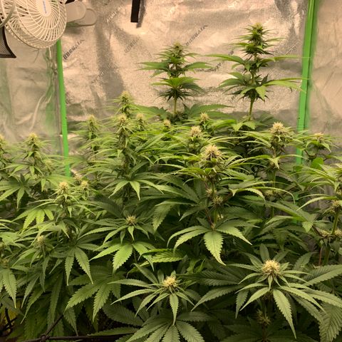 Girl Scout Cookies #1 growlog timeline photo