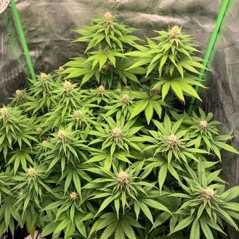 Girl Scout Cookies #1 growlog timeline photo